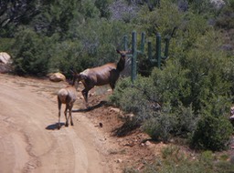 5-22-22  Elk at Wilma's