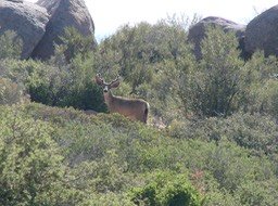 Deer in velvet 6-10