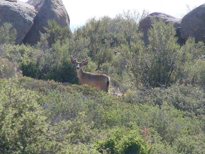 Deer in velvet 6-10